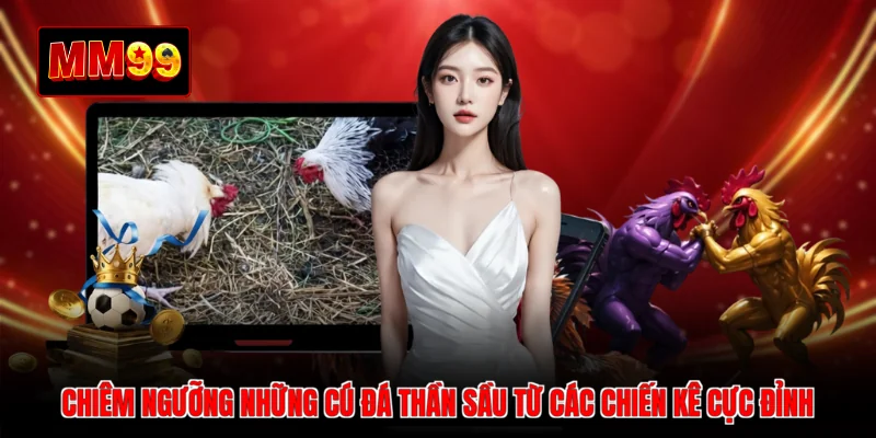 Chiêm ngưỡng những cú đá thần sầu từ các chiến kê cực đỉnh